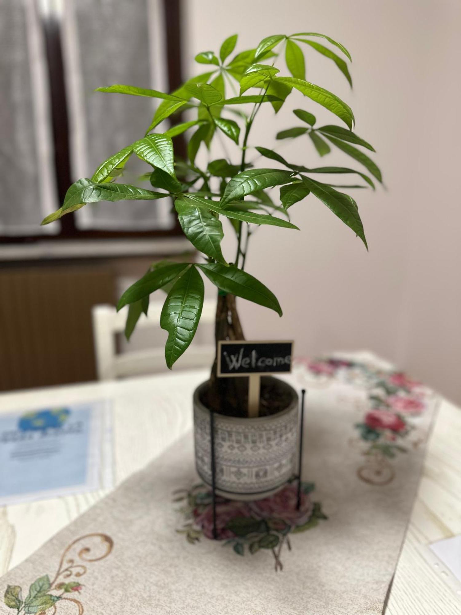 Malpensa - The Grace Place オレッジョ エクステリア 写真